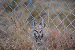 Get a load of that caracal's teeth!