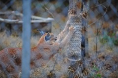 Loving that scratching post!