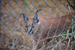 Caracal