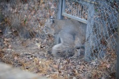 The bobcat is the only animal here that is illegal to "own" in NC because he's the only native species.