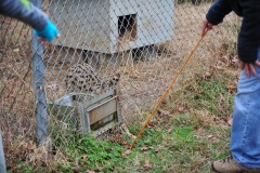 Serval fishing for a treat...exceptionally quick paws!