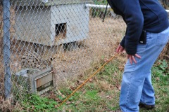 Serval fishing for a treat...exceptionally quick paws!