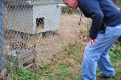 Serval fishing for a treat...exceptionally quick paws!