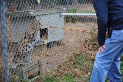 Serval now going to get that treat!
