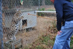 Serval now going to get that treat!