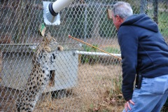 Serval now going to get that treat!