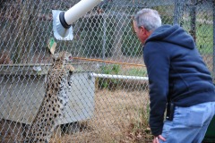 Serval now going to get that treat!