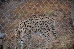 Another view of the serval...