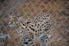 Another view of the serval...