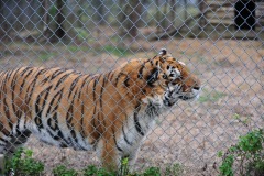 Here's the first tiger on the tour...