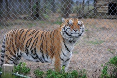 Here's the first tiger on the tour...