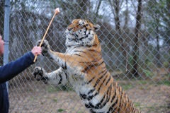 Now that's a really big cat...