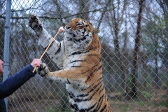 Now that's a really big cat...