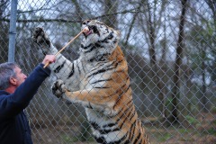 Now that's a really big cat...