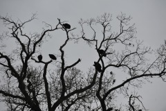 Not a Rorschach test...the turkey buzzards will test their mettle and try to get food from the cats (the tigers think buzzard tastes awfully good!).