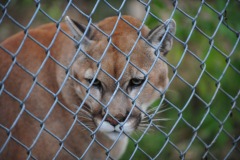 Mountain lion...another tough one to get!