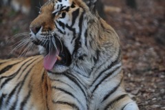 What big teeth you have!