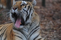 What big teeth you have!
