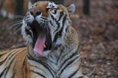 What big teeth you have!