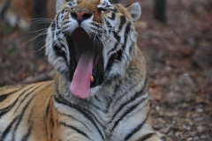 What big teeth you have!