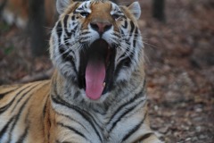 What big teeth you have!