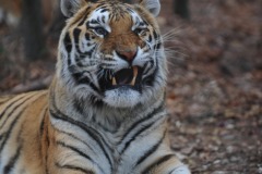 What big teeth you have!