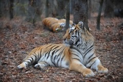 Just lounging around...