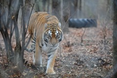 Prowling...
