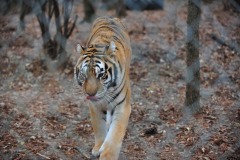Prowling...