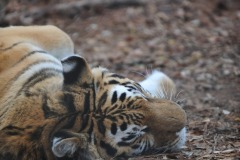 I'm so tired...