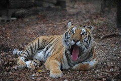 What a nice yawn...