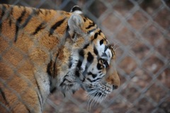 Tiger in profile...