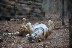 More batk scratching...