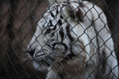 A white tiger...