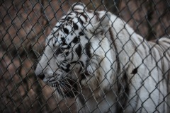 White tiger in profile...