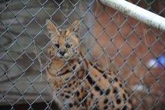 Meow!  (This serval actually meowed at me while I was photographing the white tiger!)