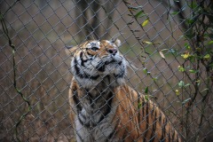Meanwhile, there were sounds of an argument between the tiger and the lions...