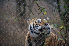 Meanwhile, there were sounds of an argument between the tiger and the lions...
