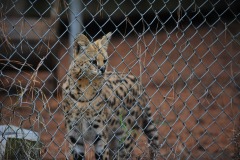 Better shot of the meowing serval...