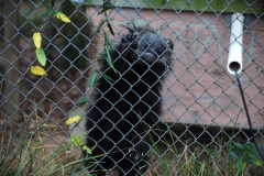 Binturongs...looks sort of like a lemur with a long tail that isn't prehensile.