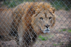 The king of the jungle...