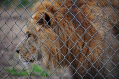 The king of the jungle...