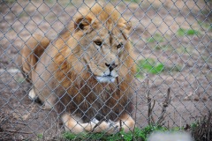 Lions are the second largest cats after tigers!