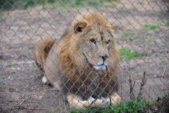 Lions are the second largest cats after tigers!