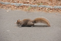 Yet another squirrel who likes to perform for the camera...