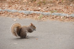 Yet another squirrel who likes to perform for the camera...