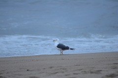 DSC_8203