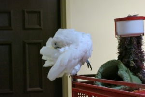 sunfox_20140330_002_Sabrina