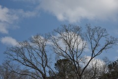DSC_6803 DSC_6803