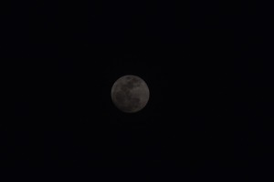 sunfox_20150304_001_supermoon